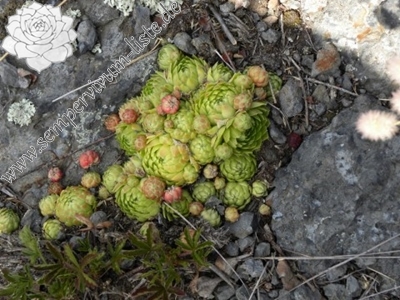 Jglobiferum-titelbild