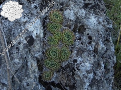 heuffelii, debar road-titelbild