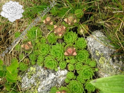 Rosetten und Blüten