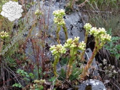 Reisebericht: Pivska planina