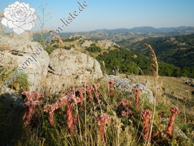 Reisebericht: Kirklareli