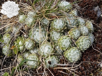 arachno eisacktal feldthurns