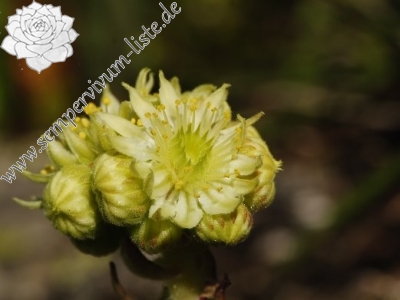 Reisebericht: Küçükdeniz Gölü NW