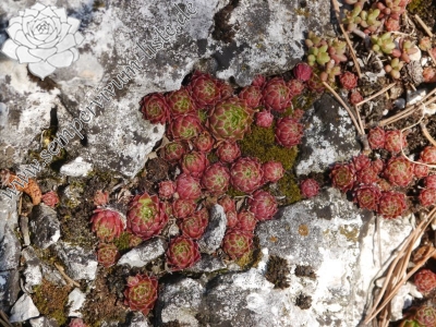 Reisebericht: Fischauer Berge