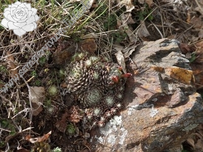 arachnoideum eisacktal garn