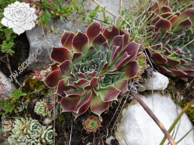 Reisebericht: Durmitor NP 2