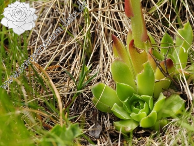 Reisebericht: Stiv, nördl. Abhang 1