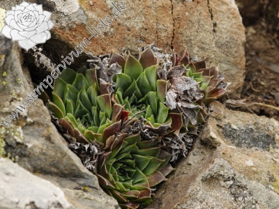 Reisebericht: Stogovo, 2195m