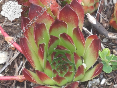 Reisebericht: Krš Bogićevica