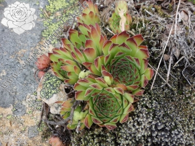 Reisebericht: Hridski krš