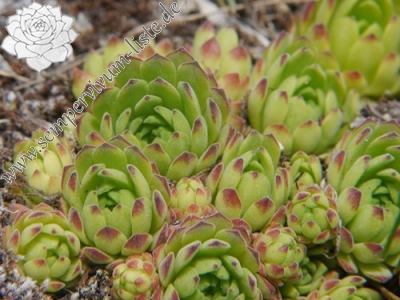 Reisebericht: Oberes Rettenbachtal