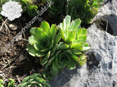 Reisebericht: Primorska