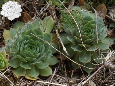 rectorum from sarcatal