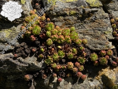 Titelbild S. montanum