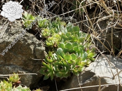 Villnösstal tectorum