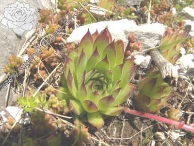 Reisebericht: Ćafa Romanit (unterhalb) 2