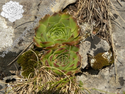 Reisebericht: Brian i Bunsit 2