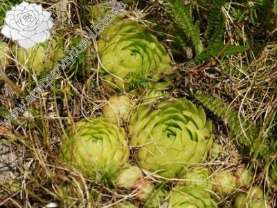 Reisebericht: Nevděk