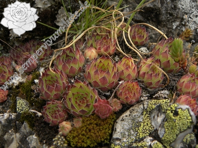 Reisebericht: Ražana glava