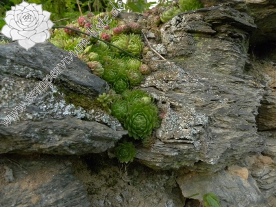 Reisebericht: Habrová, Zaun (kein Naturstandort)