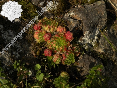 Reisebericht: Branišovský vrch