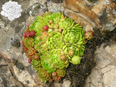 Reisebericht: Burg Žebrák, Točník