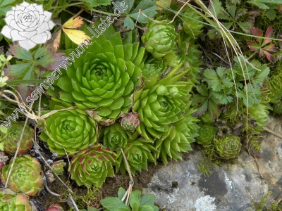 Reisebericht: Lipovec, Velká Dohoda