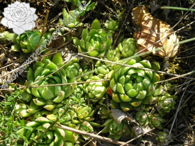 Reisebericht: Stará Kremnička 2