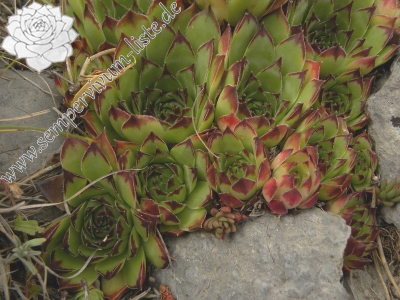 Reisebericht: Pedraforca, Abhang 1