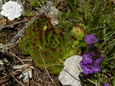 Reisebericht: Kom Vasojevićki  (Abhang, NW)