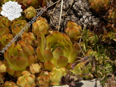 Reisebericht: Orjensko sedlo