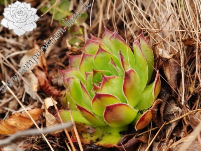 Reisebericht: Mala dolina  