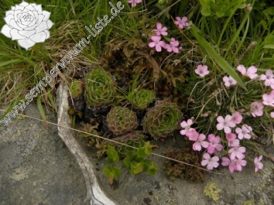 Reisebericht: Cherni vrah