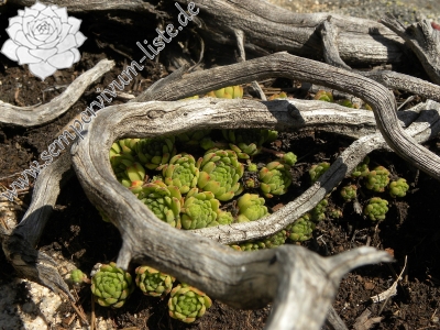 Reisebericht: Ratera, Kreuzung