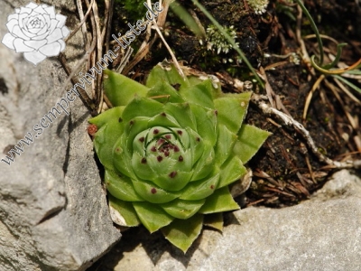 Reisebericht: Kyseľ, Abhang