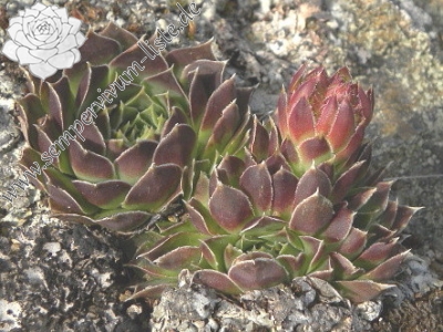 Reisebericht: Panćićev vrh, Abhang