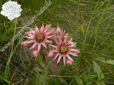 Reisebericht: Crvena greda, Abhang