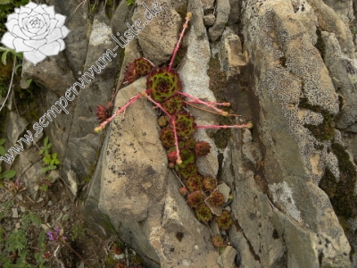 Reisebericht: Valušnica (Mitte) 2