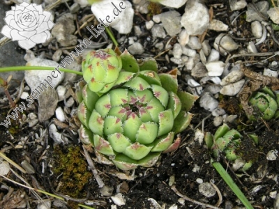 Reisebericht: Šarkanica 2