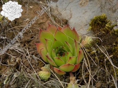 Reisebericht: Pernik