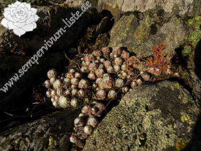 Reisebericht: Sant Maurici, Brücke 1