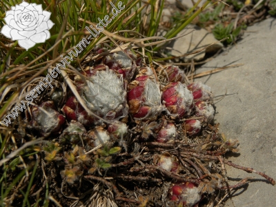 Reisebericht: Torreta de Cadí, Abhang