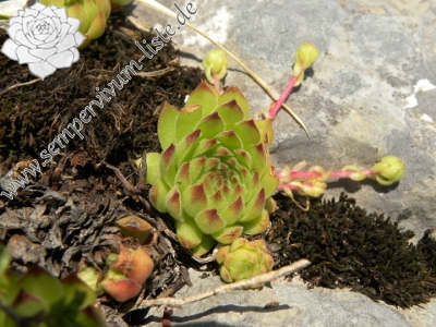 Reisebericht: Brian i Bunsit 1