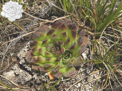 Reisebericht: Kom Vasojevički (Gipfel)