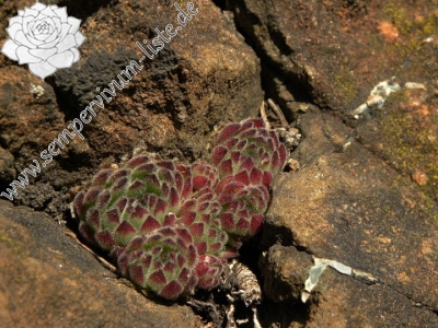 Reisebericht: Gulsen 2