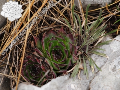 Reisebericht: Sveti Hieronim