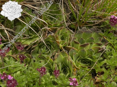 Reisebericht: Valušnica (Abhang des Talijanka)