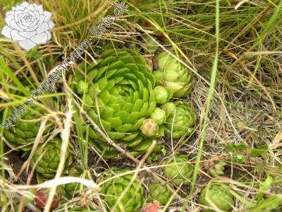 Reisebericht: Křížky