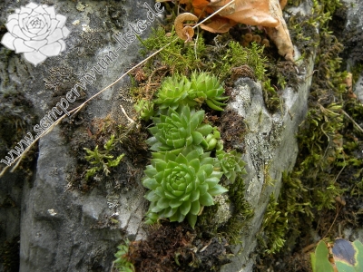 Reisebericht: Balcarka