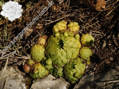 Reisebericht: Hostim, Vysoká stráň, unten